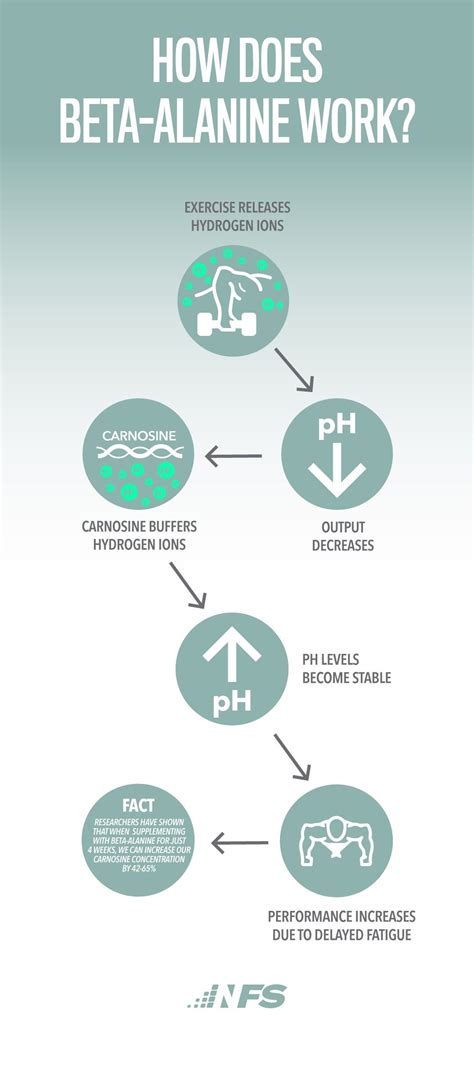 How Beta Alanine Works & its Benefits .